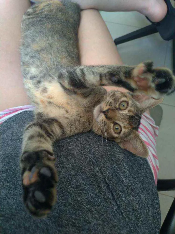 Gato ra a SRD idade 2 a 6 meses nome Chiquinha e Pópis