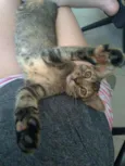 Chiquinha e Pópis