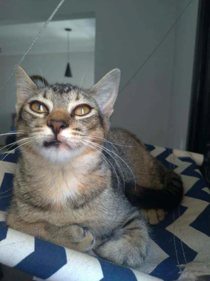 Gato ra a SRD idade 2 a 6 meses nome Chiquinha e Pópis