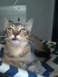 Chiquinha e Pópis