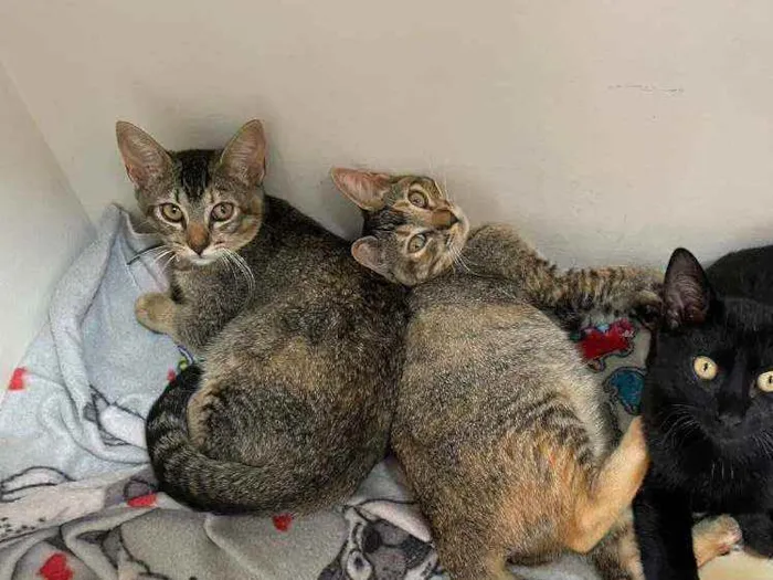 Gato ra a SRD idade 2 a 6 meses nome Chiquinha e Pópis