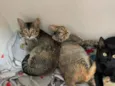 Chiquinha e Pópis