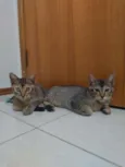Chiquinha e Pópis