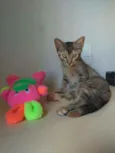 Chiquinha e Pópis