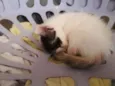 gatinho