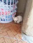 gatinho