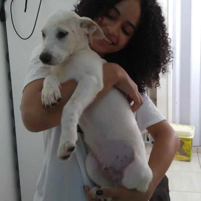 Cachorro ra a srd idade 2 a 6 meses nome mike