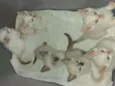 Gatinhos para adoção