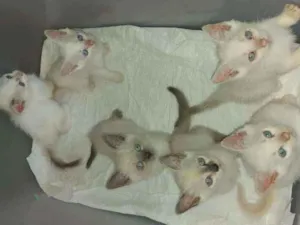 Gato raça Vira latinha idade Abaixo de 2 meses nome Gatinhos para adoção