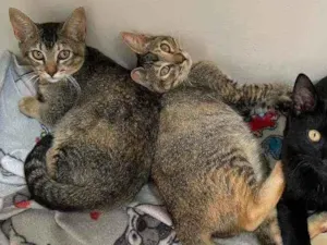 Gato raça SRD idade 2 a 6 meses nome Chiquinha e Pópis