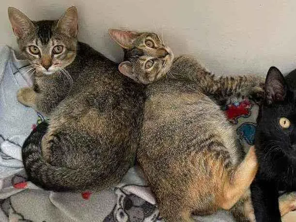 Gato ra a SRD idade 2 a 6 meses nome Chiquinha e Pópis