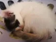 gatinho