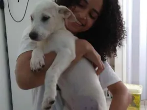 Cachorro raça srd idade 2 a 6 meses nome mike