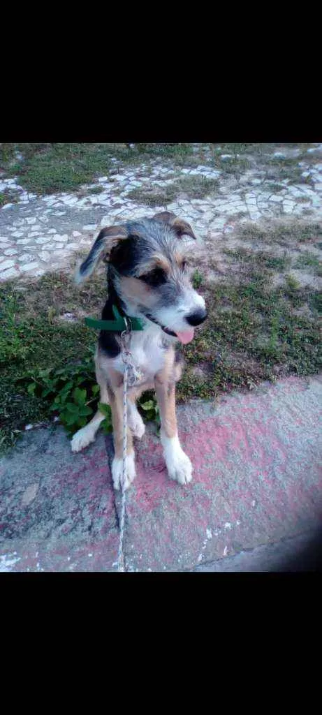 Cachorro ra a Vira lata  idade 7 a 11 meses nome Max