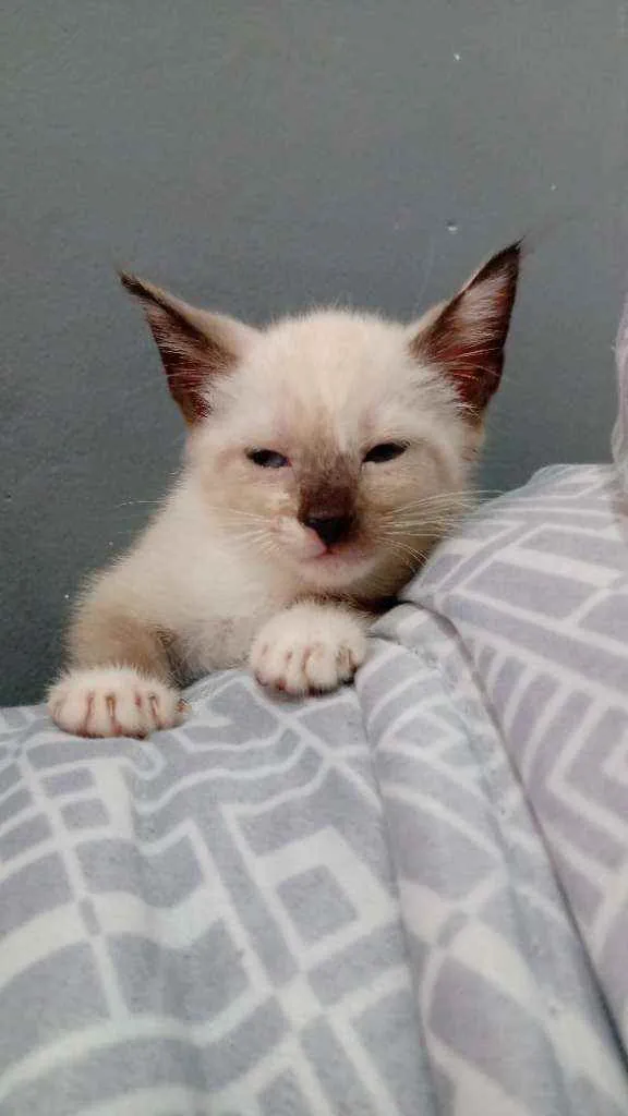 Gato ra a Siamês  idade Abaixo de 2 meses nome Sem nome