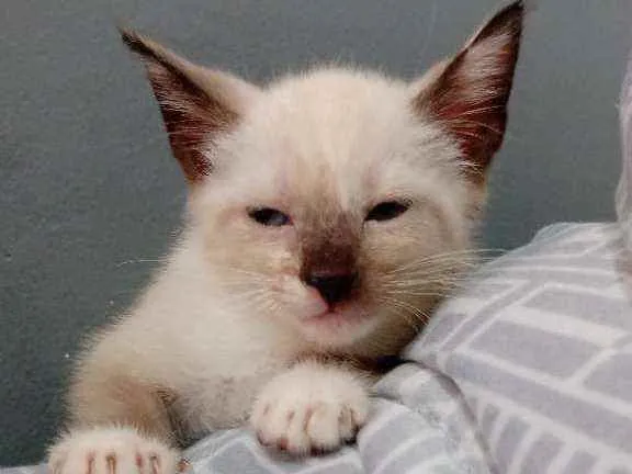 Gato ra a Siamês  idade Abaixo de 2 meses nome Sem nome