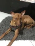 Pequeno