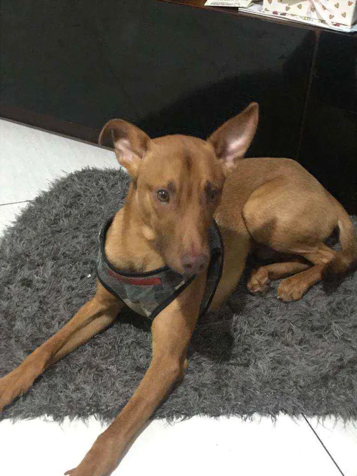 Cachorro ra a Caramelo idade 1 ano nome Pequeno
