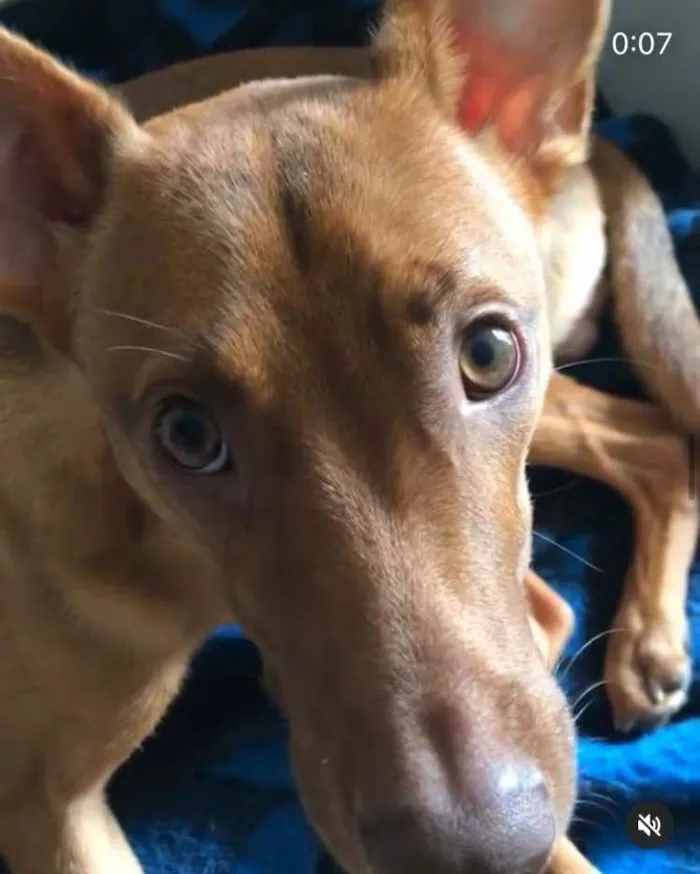 Cachorro ra a Caramelo idade 1 ano nome Pequeno