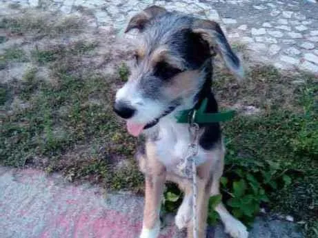 Cachorro ra a Vira lata  idade 7 a 11 meses nome Max