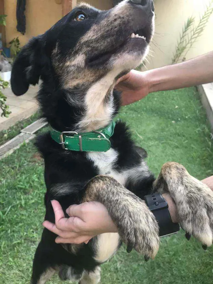 Cachorro ra a SRD idade 2 anos nome Antonico