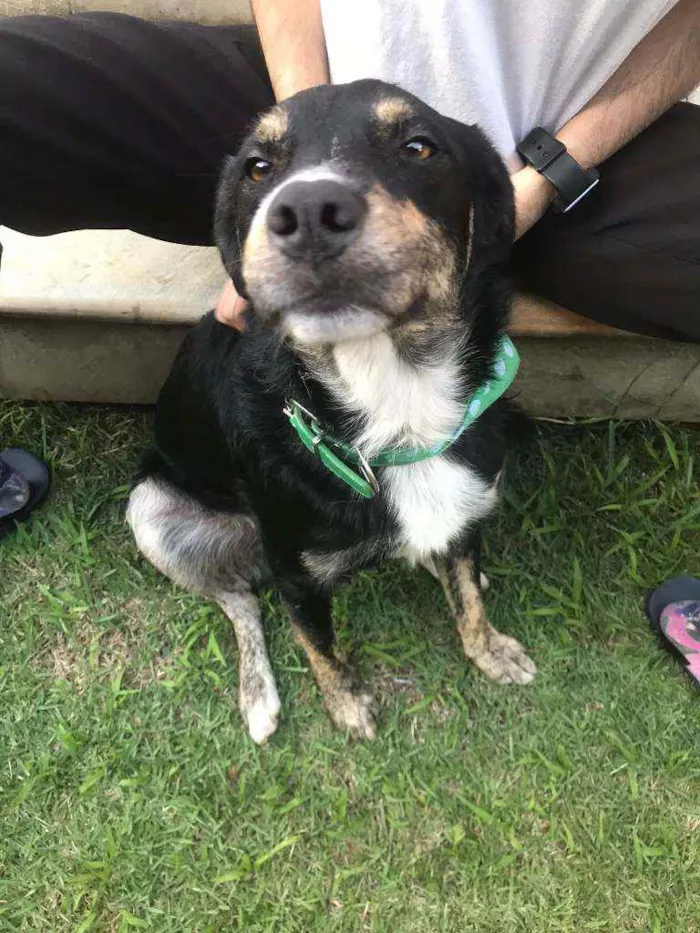 Cachorro ra a SRD idade 2 anos nome Antonico