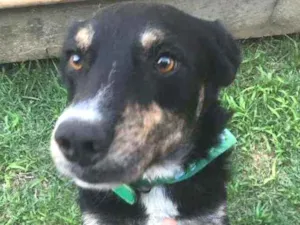 Cachorro raça SRD idade 2 anos nome Antonico