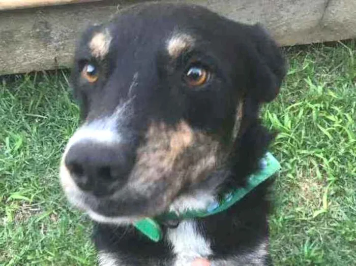 Cachorro ra a SRD idade 2 anos nome Antonico