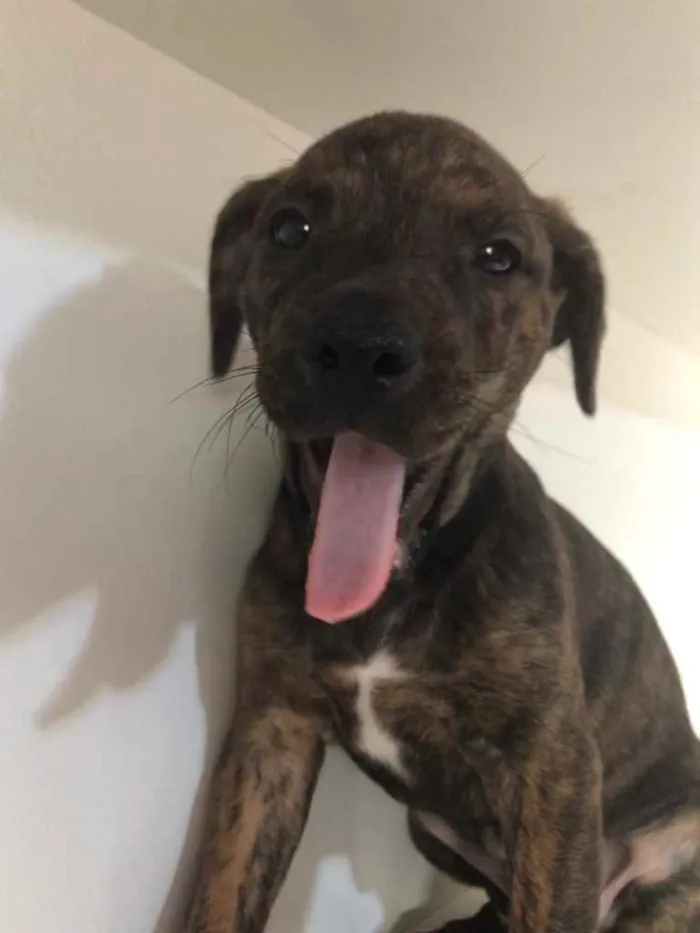 Cachorro raça SRD idade Abaixo de 2 meses nome Sem Nome