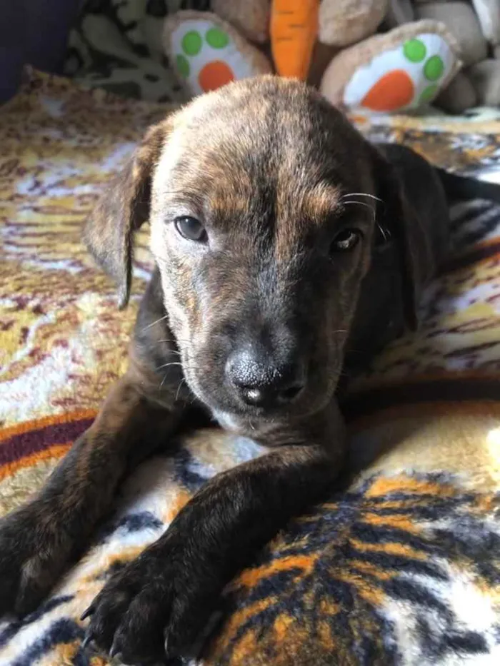 Cachorro raça SRD idade Abaixo de 2 meses nome Sem Nome