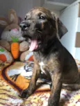 Cachorro raça SRD idade Abaixo de 2 meses nome Sem Nome