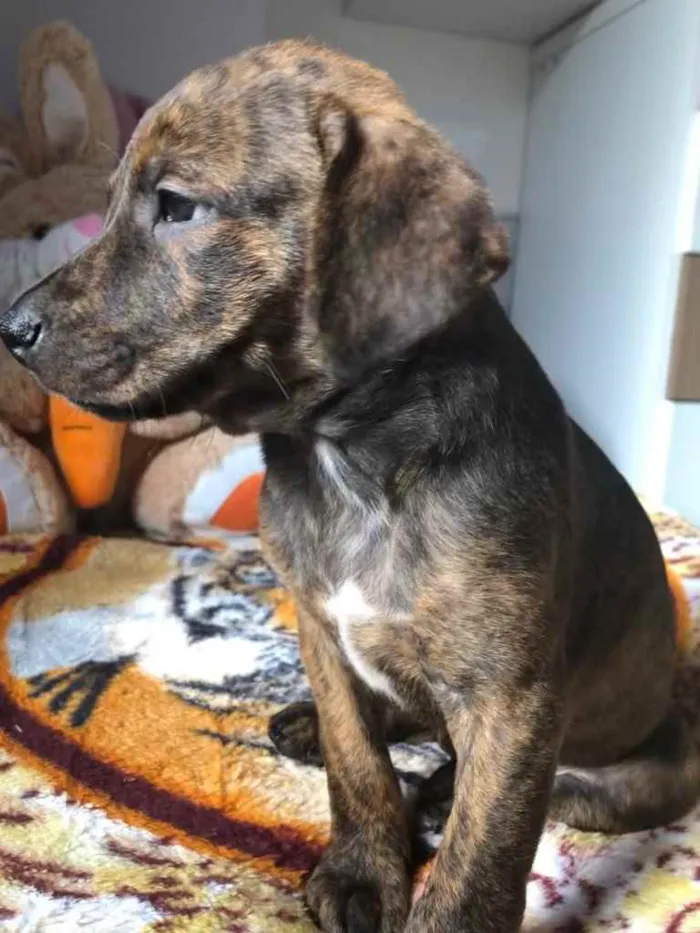 Cachorro raça SRD idade Abaixo de 2 meses nome Sem Nome
