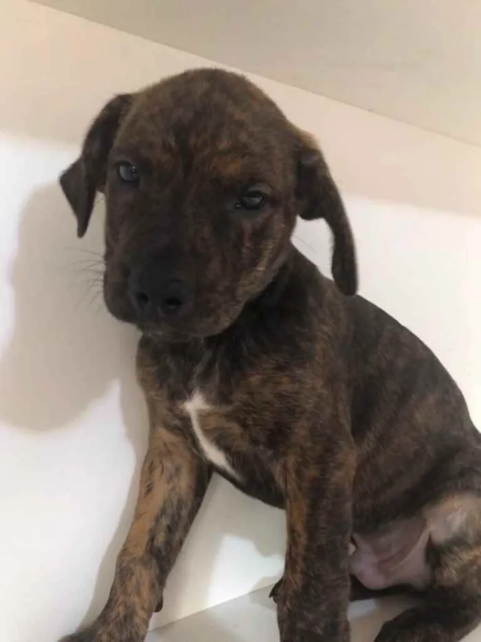 Cachorro raça SRD idade Abaixo de 2 meses nome Sem Nome