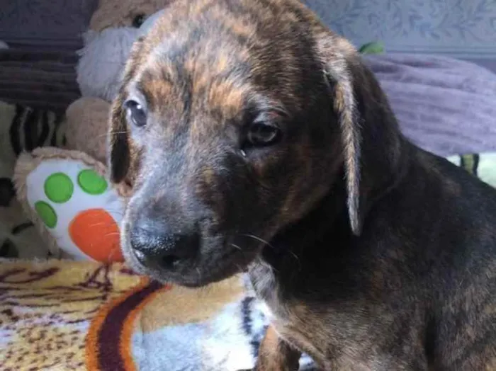 Cachorro raça SRD idade Abaixo de 2 meses nome Sem Nome