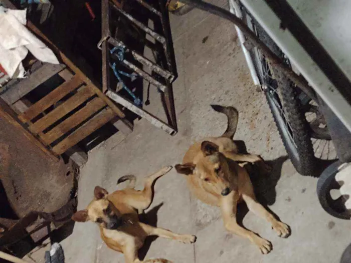 Cachorro raça Não definida idade 2 a 6 meses nome Luna