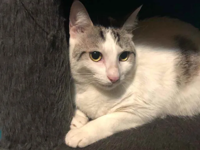 Gato ra a Srd idade 1 ano nome Luna