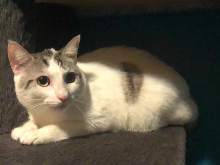 Gato ra a Srd idade 1 ano nome Luna
