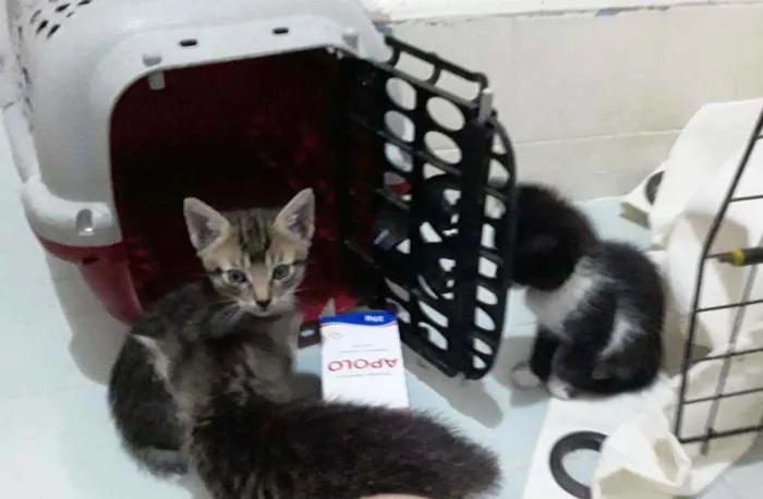 Gato raça Srd idade Abaixo de 2 meses nome Duda, Tom, Bento, Ba