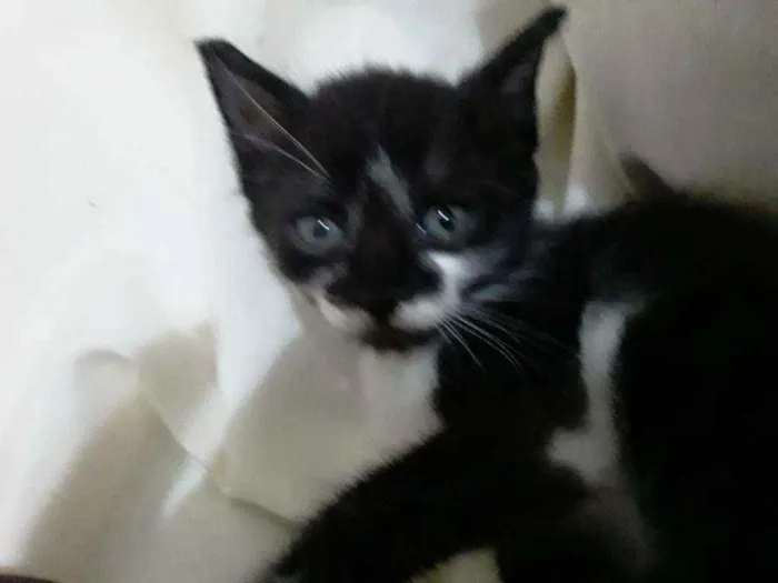 Gato raça Srd idade Abaixo de 2 meses nome Duda, Tom, Bento, Ba