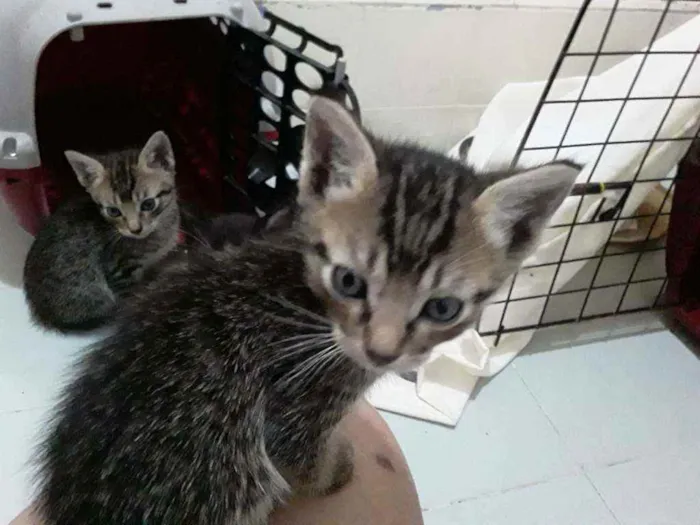 Gato raça Srd idade Abaixo de 2 meses nome Duda, Tom, Bento, Ba