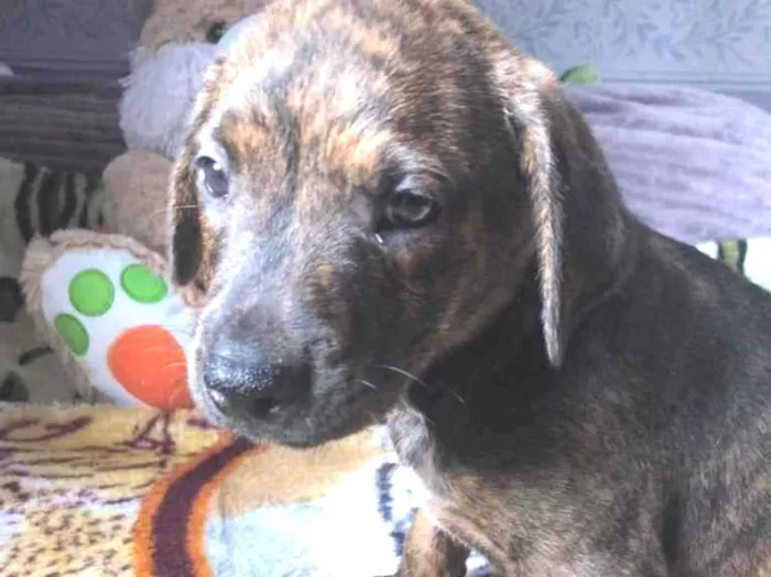 Cachorro raça SRD idade Abaixo de 2 meses nome Sem Nome