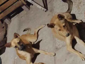 Cachorro raça Não definida idade 2 a 6 meses nome Luna