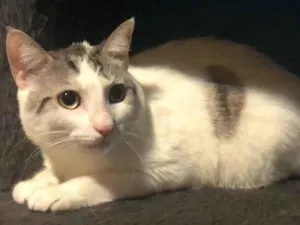 Gato raça Srd idade 1 ano nome Luna