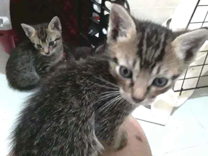 Gato raça Srd idade Abaixo de 2 meses nome Duda, Tom, Bento, Ba