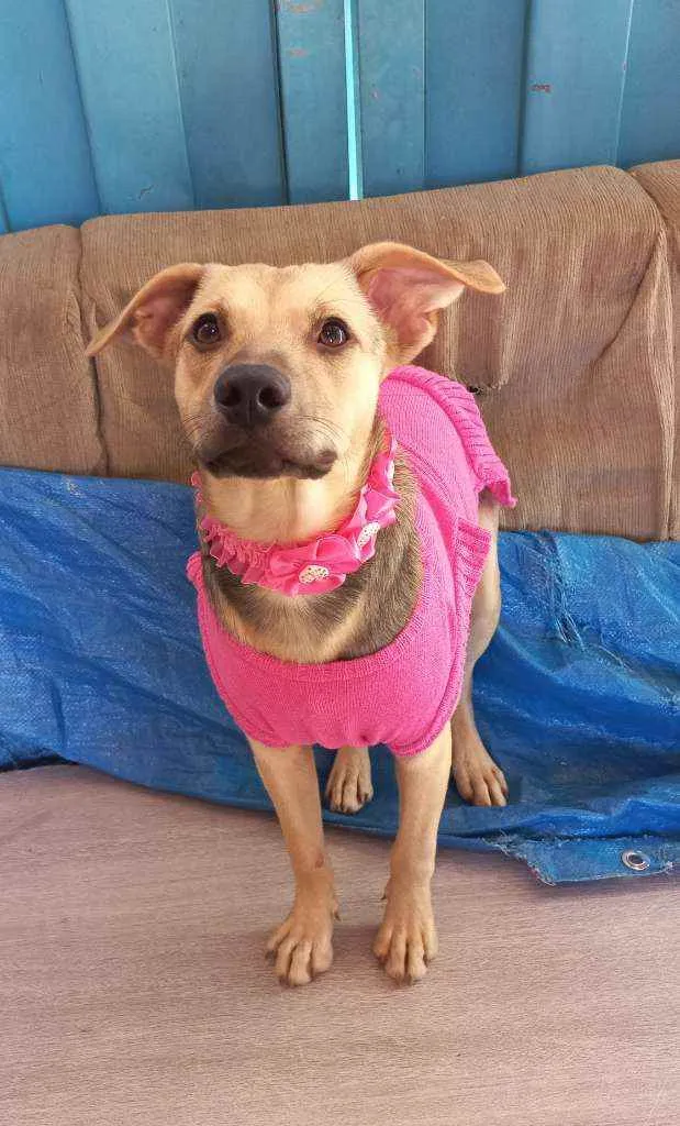 Cachorro ra a  idade 1 ano nome Lili