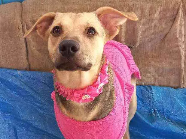 Cachorro ra a  idade 1 ano nome Lili