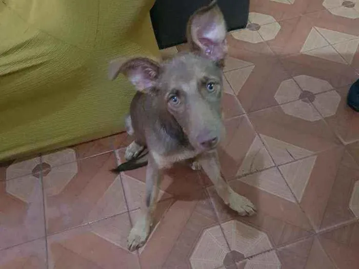 Cachorro raça Sem raça  idade 2 a 6 meses nome Princesa
