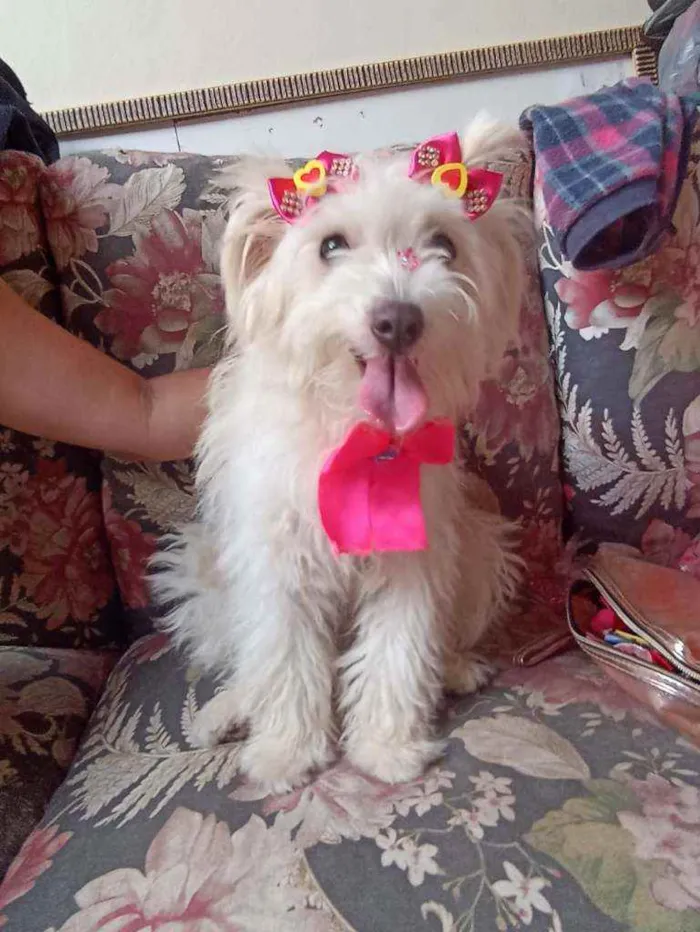 Cachorro ra a Srd idade 1 ano nome Luna