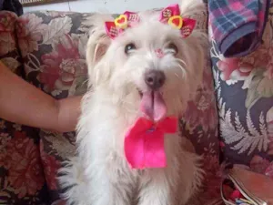 Cachorro raça Srd idade 1 ano nome Luna