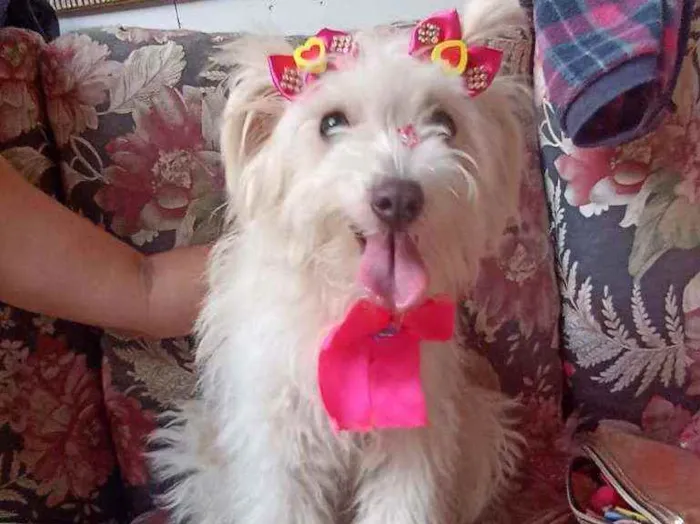Cachorro ra a Srd idade 1 ano nome Luna